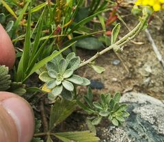 Odontarrhena obovata