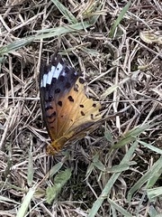 Argynnis hyperbius