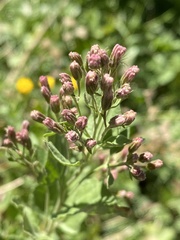 Ageratina occidentalis