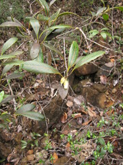 Planchonella crenata