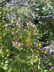 Ageratina occidentalis