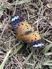 Argynnis hyperbius