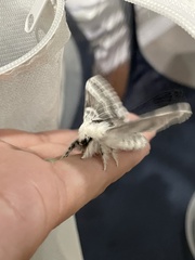 Tolype velleda