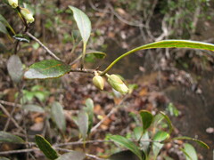 Planchonella crenata