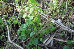 Convolvulaceae
