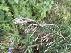 Bromus inermis