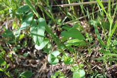 Convolvulaceae
