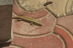 Eutropis