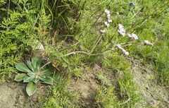 Goniolimon speciosum