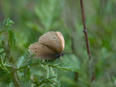 Aphantopus hyperantus
