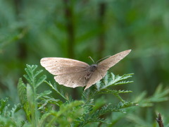 Aphantopus hyperantus