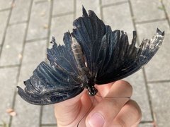 Papilio memnon thunbergii