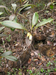 Planchonella crenata