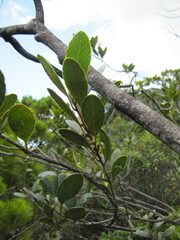 Planchonella crenata