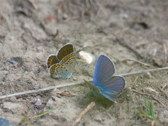 Plebejus argyrognomon