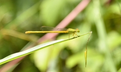 Ceriagrion coromandelianum