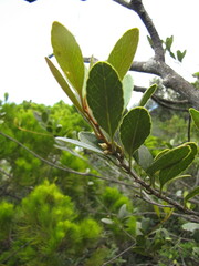 Planchonella crenata