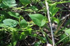 Convolvulaceae