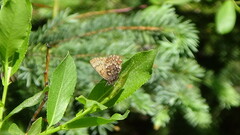 Callophrys eryphon