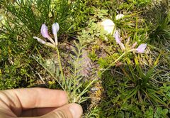 Astragalus ceratoides
