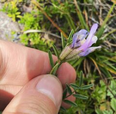 Astragalus ceratoides