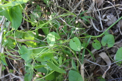 Convolvulaceae
