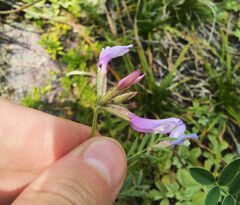 Astragalus ceratoides