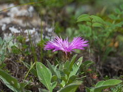 Psephellus sibiricus