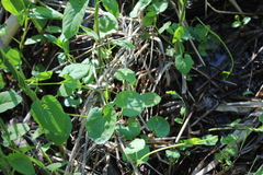 Convolvulaceae