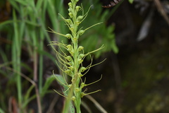 Peristylus