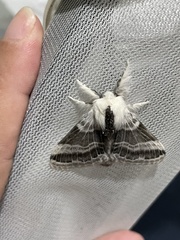 Tolype velleda