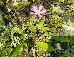 Psephellus sibiricus