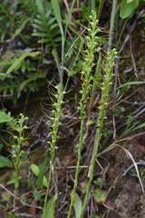 Peristylus