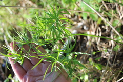 Cenolophium denudatum