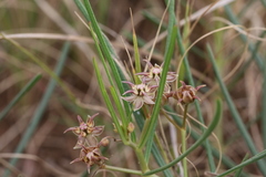 Asclepias stellifera
