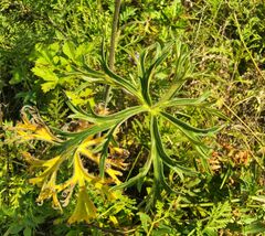 Aconitum barbatum