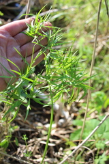 Cenolophium denudatum