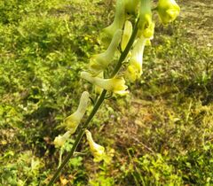 Aconitum barbatum