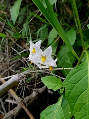 Solanum furcatum