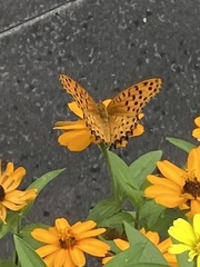 Argynnis hyperbius