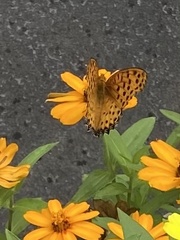 Argynnis hyperbius