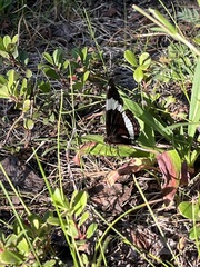 Limenitis arthemis rubrofasciata