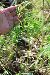 Cenolophium denudatum