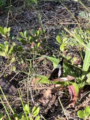 Limenitis arthemis rubrofasciata