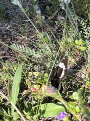 Limenitis arthemis rubrofasciata