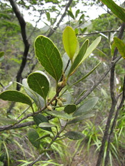 Planchonella crenata