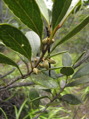 Planchonella crenata