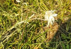 Leontopodium leontopodioides