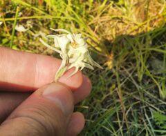 Leontopodium leontopodioides