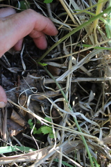 Cenolophium denudatum